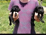 Muhteşem Kalitel Cane Corso Yavrularımız