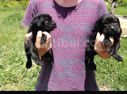 Muhteşem Kalitel Cane Corso Yavrularımız