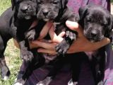 Muhteşem Kalitel Cane Corso Yavrularımız