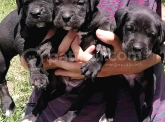 Muhteşem Kalitel Cane Corso Yavrularımız görsel