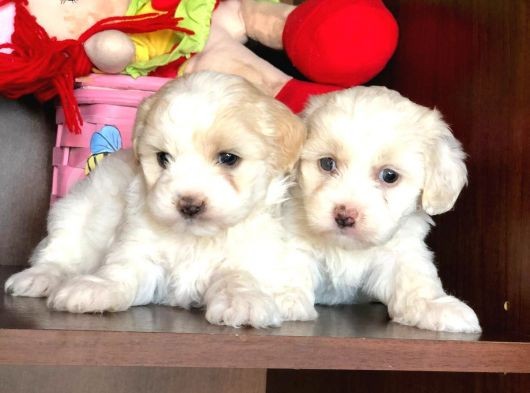 Maltese Terrier Yavrularımız Gelmiştir görsel