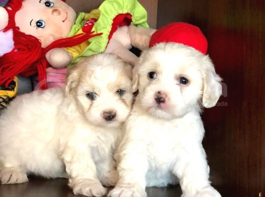 Maltese Terrier Yavrularımız Gelmiştir görsel