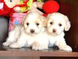Maltese Terrier Yavrularımız Gelmiştir