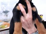 Muteşem Kalote 2.5 Aylık Doberman Yavrumuz