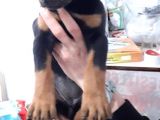 Muteşem Kalote 2.5 Aylık Doberman Yavrumuz
