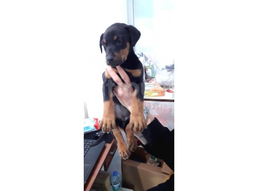 Muteşem Kalote 2.5 Aylık Doberman Yavrumuz görsel