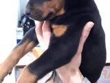 Muteşem Kalote 2.5 Aylık Doberman Yavrumuz