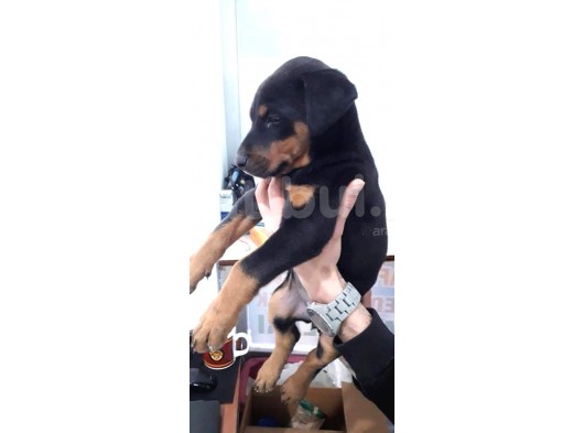 Muteşem Kalote 2.5 Aylık Doberman Yavrumuz görsel