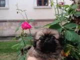 Pekinez Yavrum