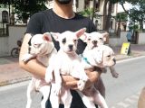 French Bulldog Bebekler