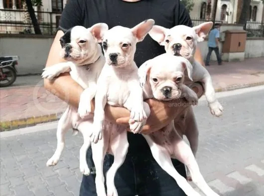 French Bulldog Bebekler