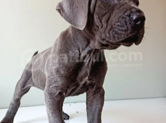 Blue Cane Corso İtalyano Puppy