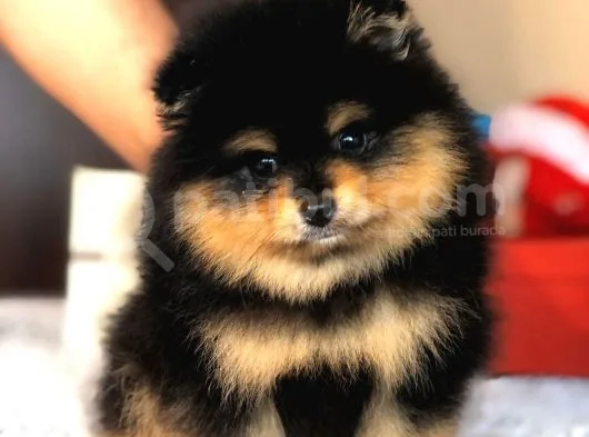 Orjinal Pomeranian Yavrumuz