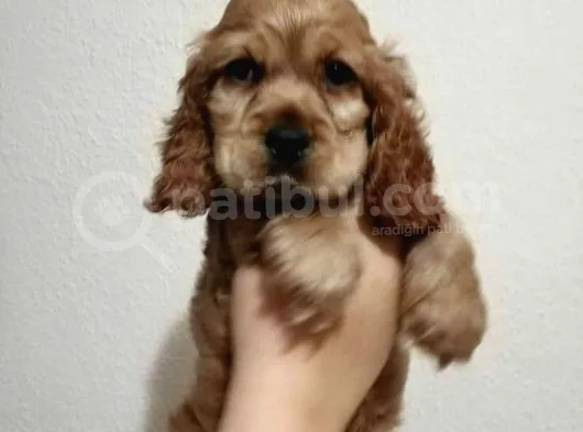 Sevimli Cocker Yavruları
