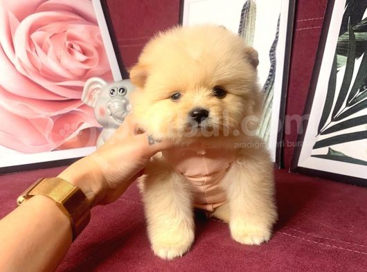 Teddy Bear Fac Pomeranian Yavrularımız görsel