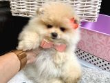 Teddy Bear Fac Pomeranian Yavrularımız