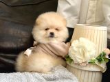 Teddy Bear Face Pomeranian Yavrularımız