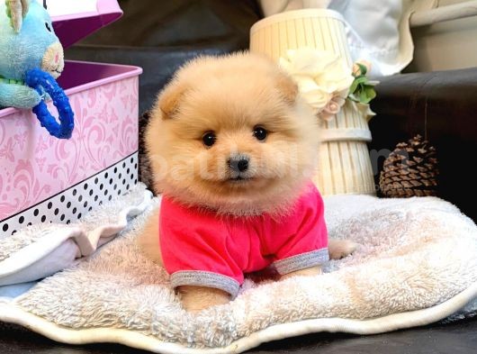 Teddy Bear Face Pomeranian Yavrularımız görsel