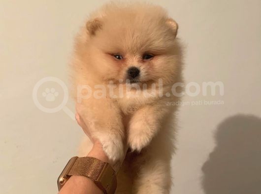 Teddy Bear Face Pomeranian Yavrularımız görsel