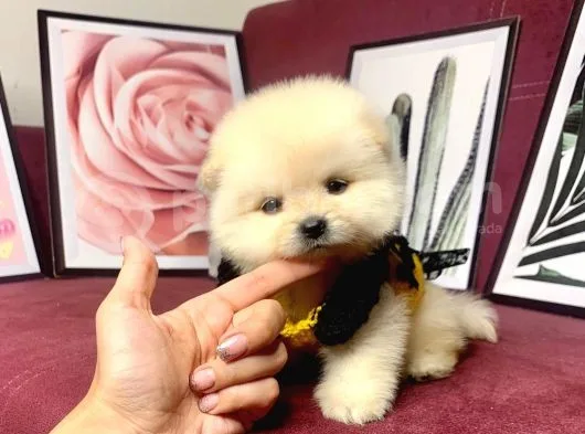 Teddy Bear Face Pomeranian Yavrularımız