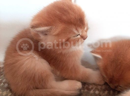 Anne Altından Sağlıklı British Shorthair Yavrular görsel