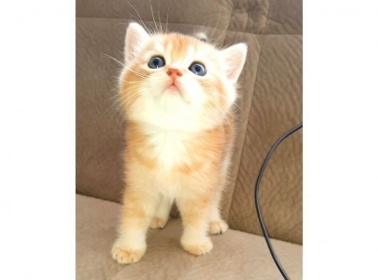 Anne Altından Sağlıklı British Shorthair Yavrular görsel