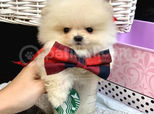 Teddy Bear Face Pomerian Yavrularımız