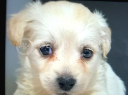 Orijinalden Maltese görsel