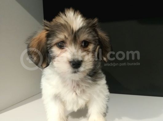 Orijinalden Maltese görsel