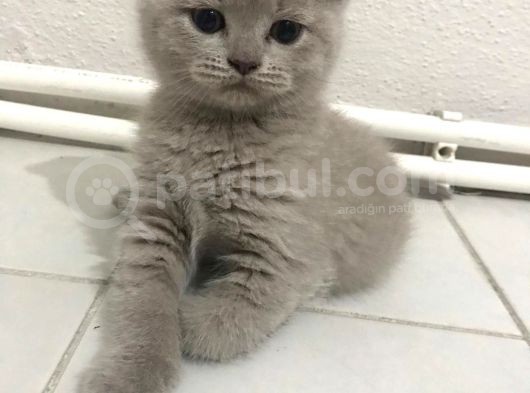 British Blue Oğlumuz görsel