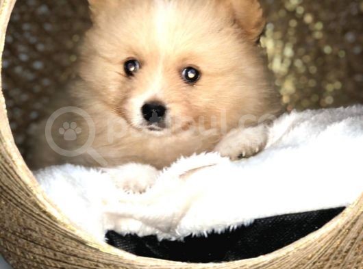 Dişi Erkek Pomerian Spitz Yavrularımız görsel