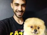 Pomeranian Boo
