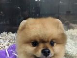 Pomeranian Boo