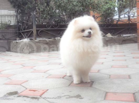 Pomeranian Boo görsel