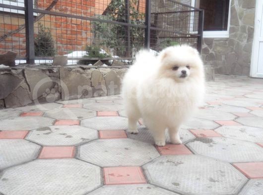 Pomeranian Boo görsel