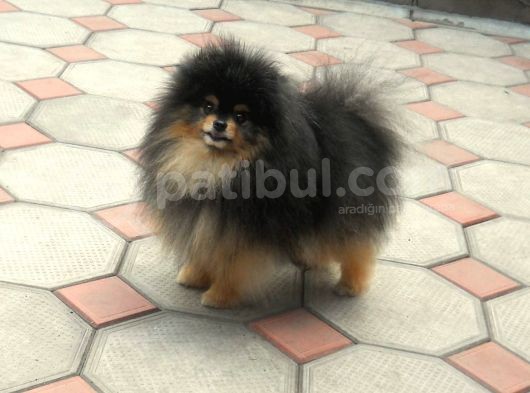 Pomeranian Boo görsel
