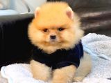 A Kalite Pomeranian Boo Teddy Bear