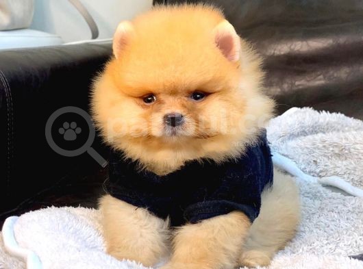 A Kalite Pomeranian Boo Teddy Bear görsel