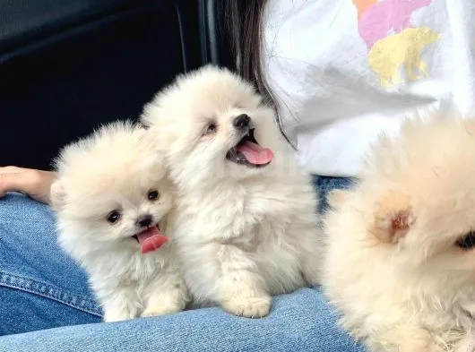 A Kalite Pomeranian Boo Teddy Bear