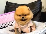 A Kalite Pomeranian Boo Teddy Bear