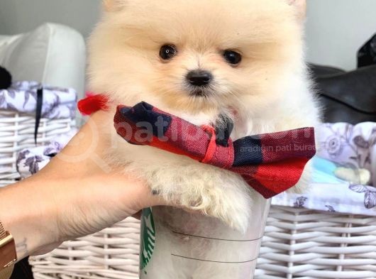 A Kalite Pomeranian Boo Teddy Bear görsel