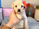 A Kalite Maltipoo Yavrularımız