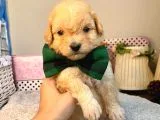 A Kalite Maltipoo Yavrularımız
