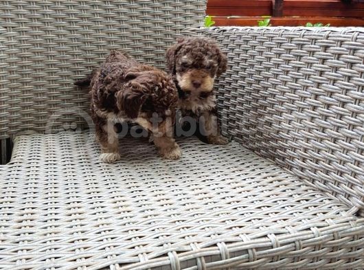 Toy Poodle görsel