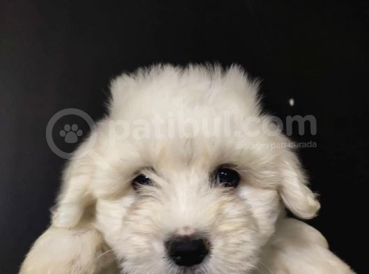 Maltipoo görsel