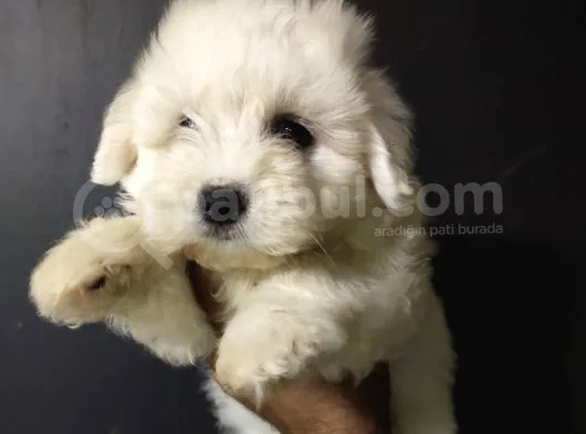 Maltipoo