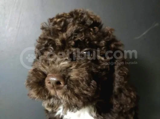 Toy Poodle