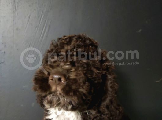Toy Poodle görsel