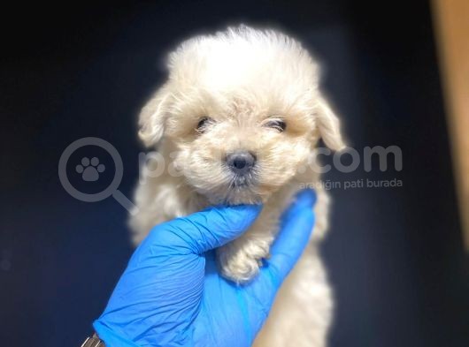 Maltesse Terrier görsel