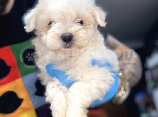 Maltesse Terrier görsel